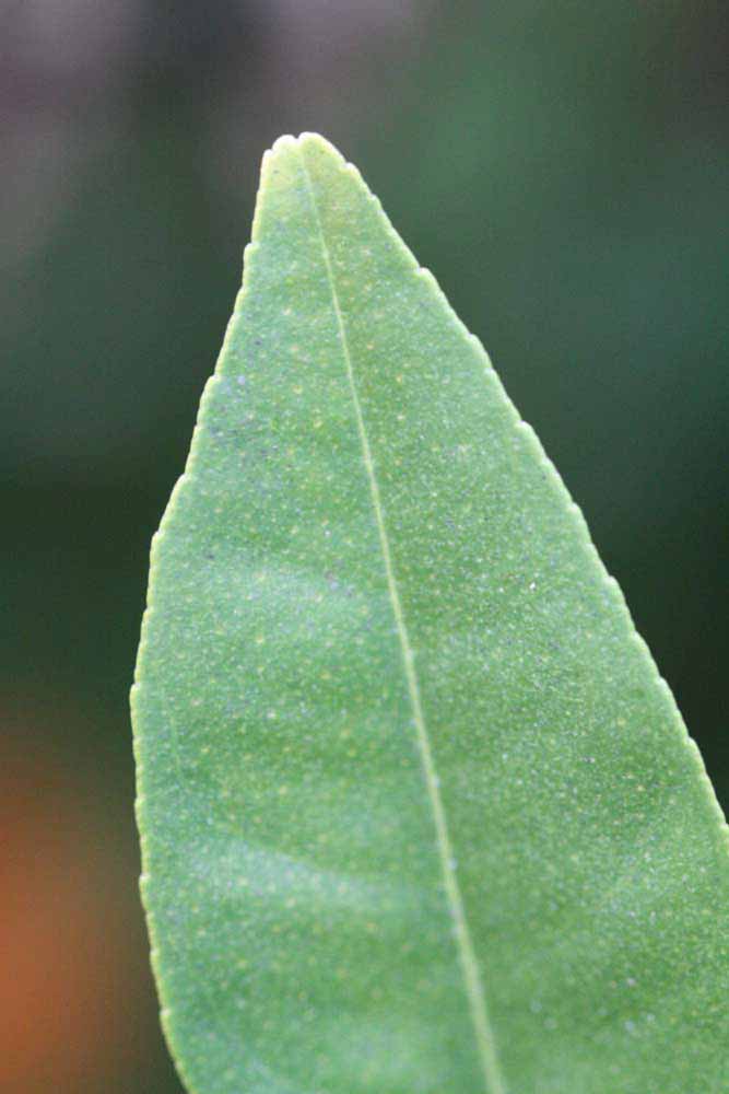              Margin (Riverside, CA)       